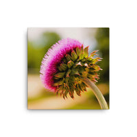 Thistle from underneath- Canvas