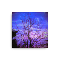 Bare tree with evening sky- Canvas