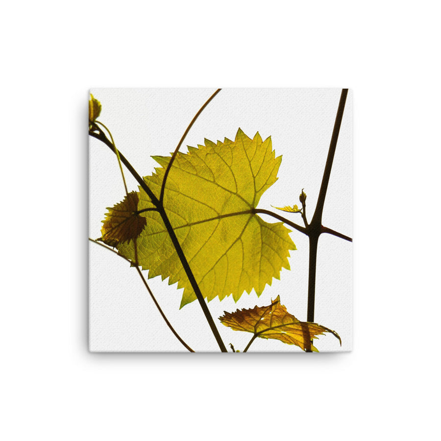 Leaves and their fine branches - Canvas