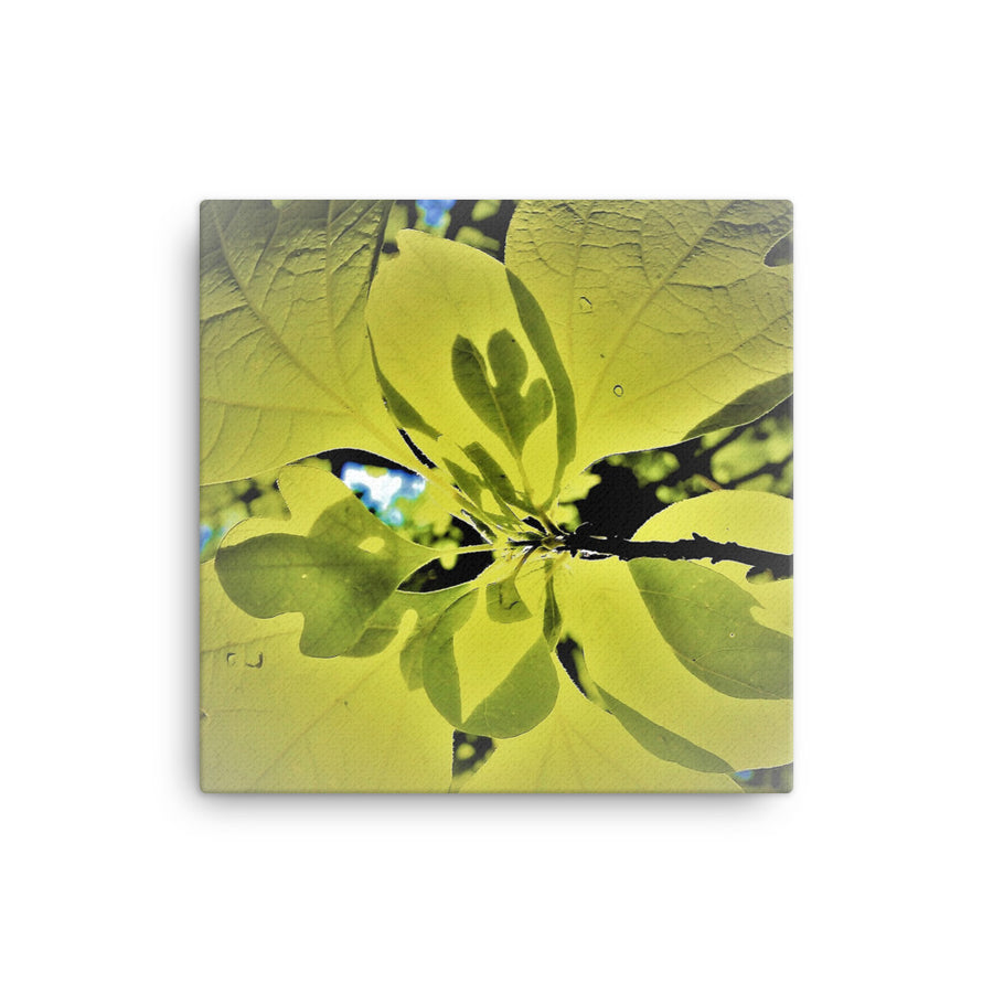 Leaves and shadows - Canvas