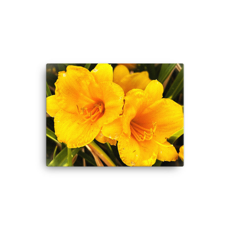 Two yellow flowers - Canvas