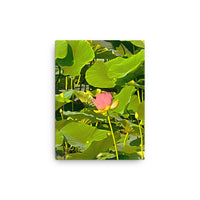Flower among lilies- Canvas