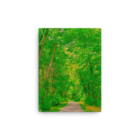 Impressions of tree arched pathway- Canvas