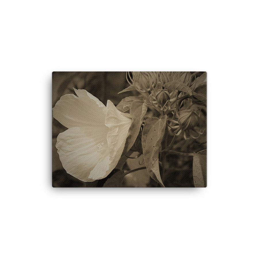 Wild white flower off a ravine - Canvas
