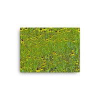 Field of coneflowers - Canvas