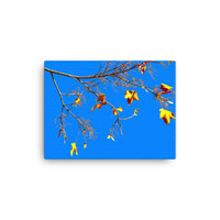 Yet to fall leaves from a branch - Canvas
