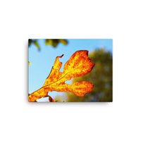 Sunlight through red and yellow leaf - Canvas