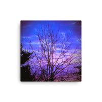 Bare tree with evening sky- Canvas