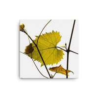 Leaves and their fine branches - Canvas