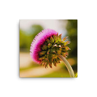 Thistle from underneath- Canvas