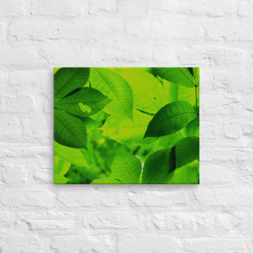 Light filtering among shades of leaves - Canvas