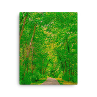 Impressions of tree arched pathway- Canvas