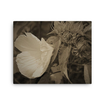 Wild white flower off a ravine - Canvas