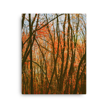 Impressions of Fall Forest - Canvas