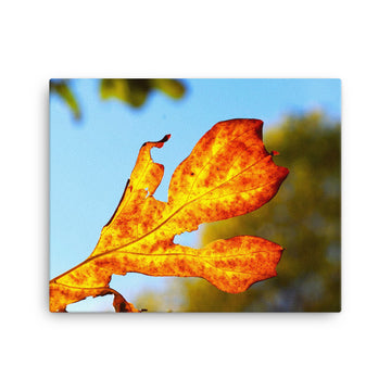 Sunlight through red and yellow leaf - Canvas