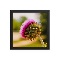 Thistle from underneath - Framed