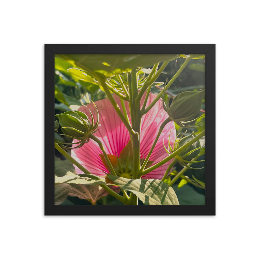 Sunlight through back of flower - Framed