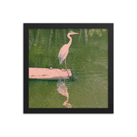 Great Blue Heron water reflection - Framed