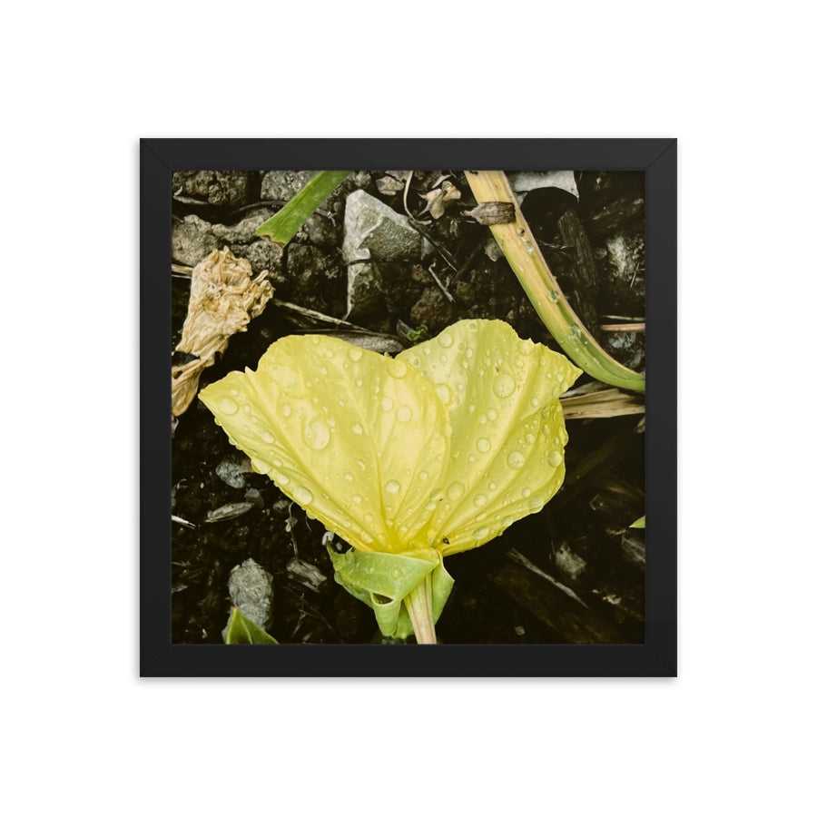 Yellow flower with dew - Framed