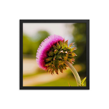 Thistle from underneath - Framed