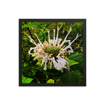 Wild bergamot - Framed