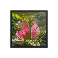 Sunlight through back of flower - Framed