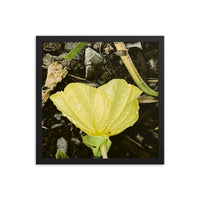 Yellow flower with dew - Framed