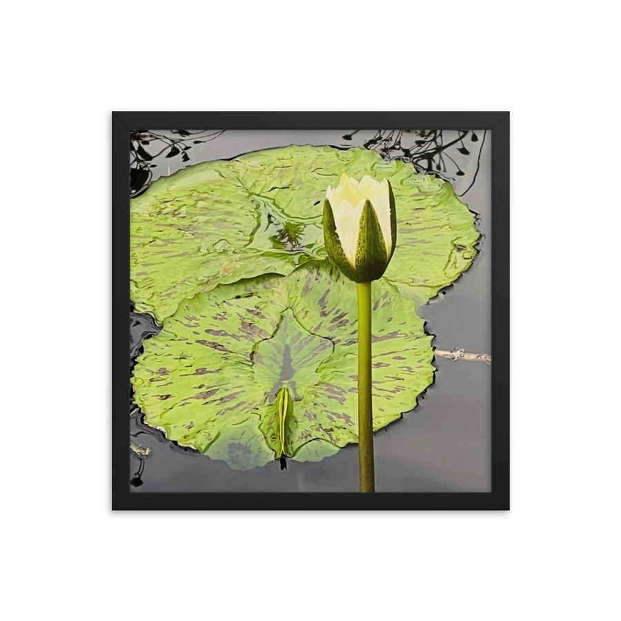 Flower with lily pad - Framed