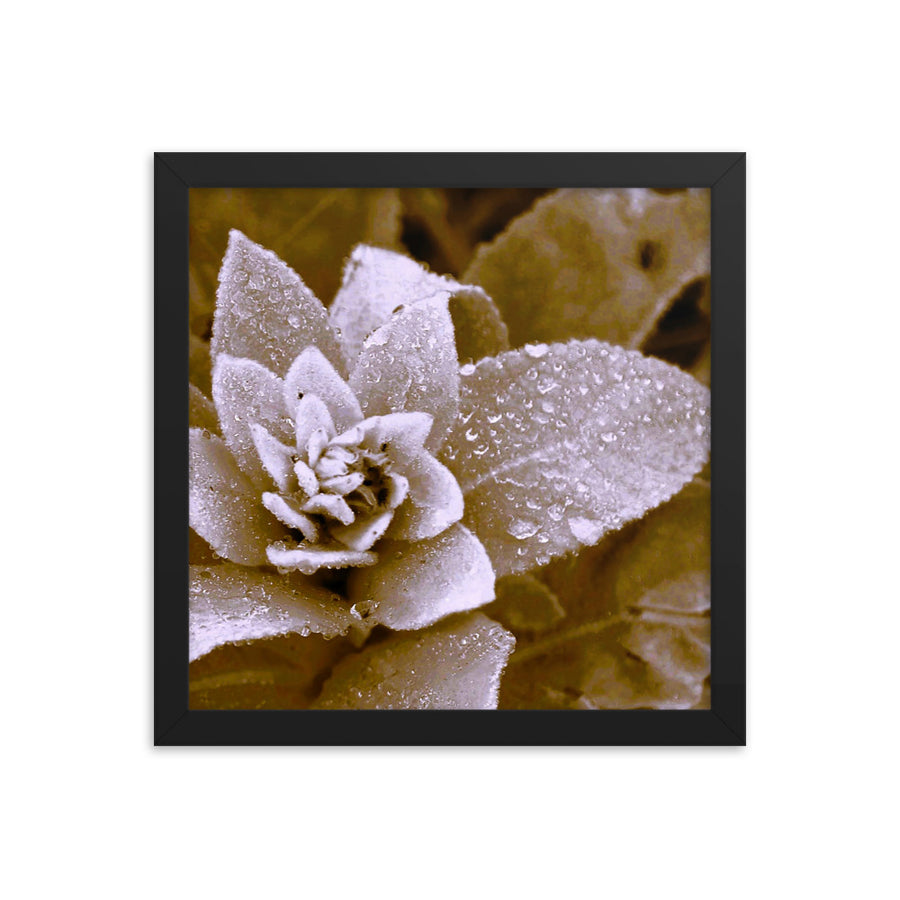 Morning dew on wildflower- Framed