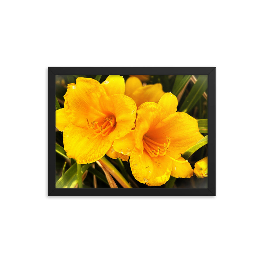 Two yellow flowers - Framed