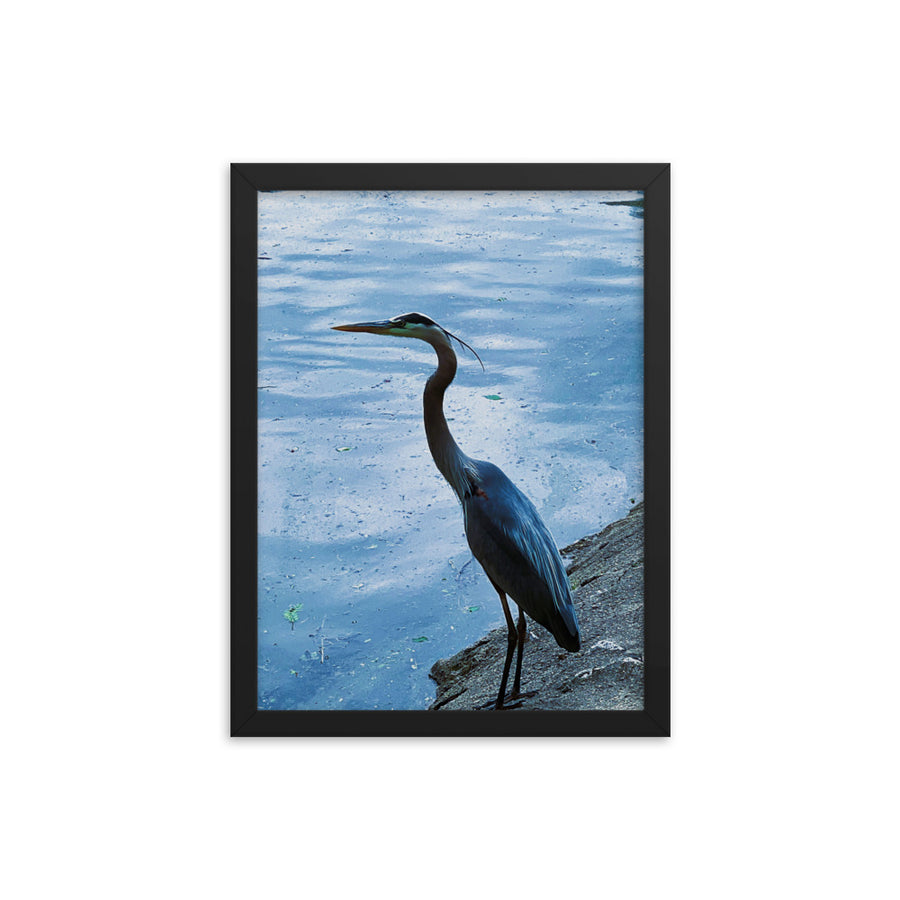 Great Blue Heron - Framed