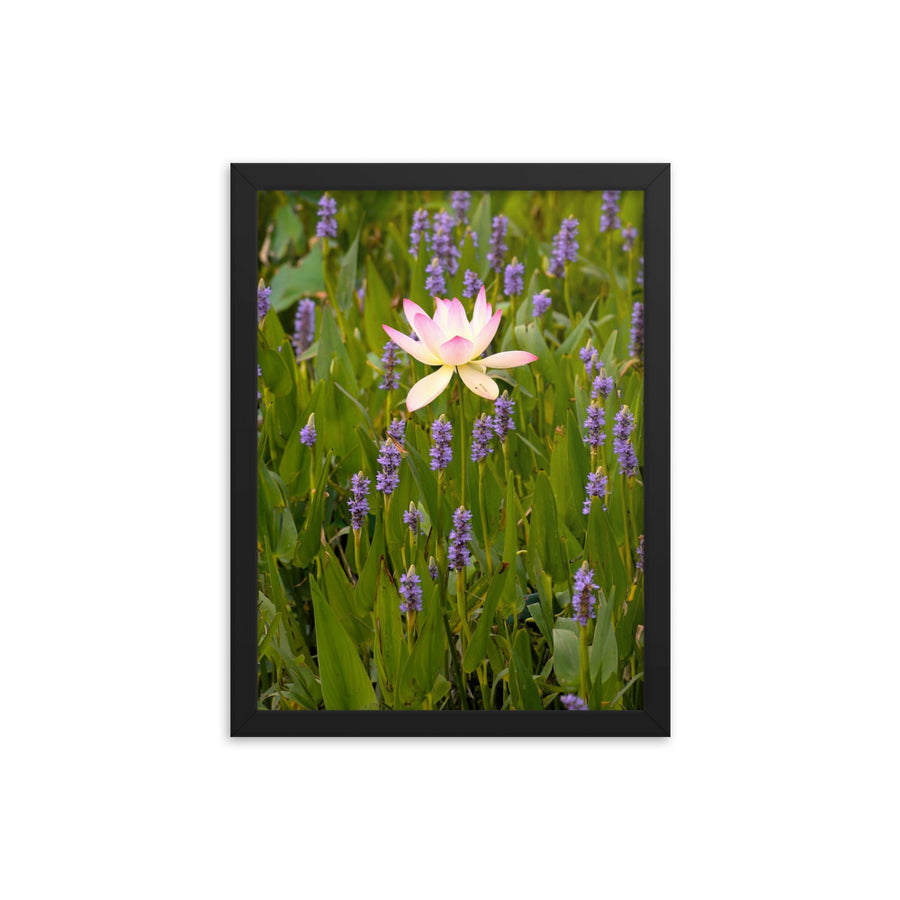 Lotus among friends - Framed