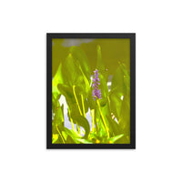 Pickerelweed with friends - Framed