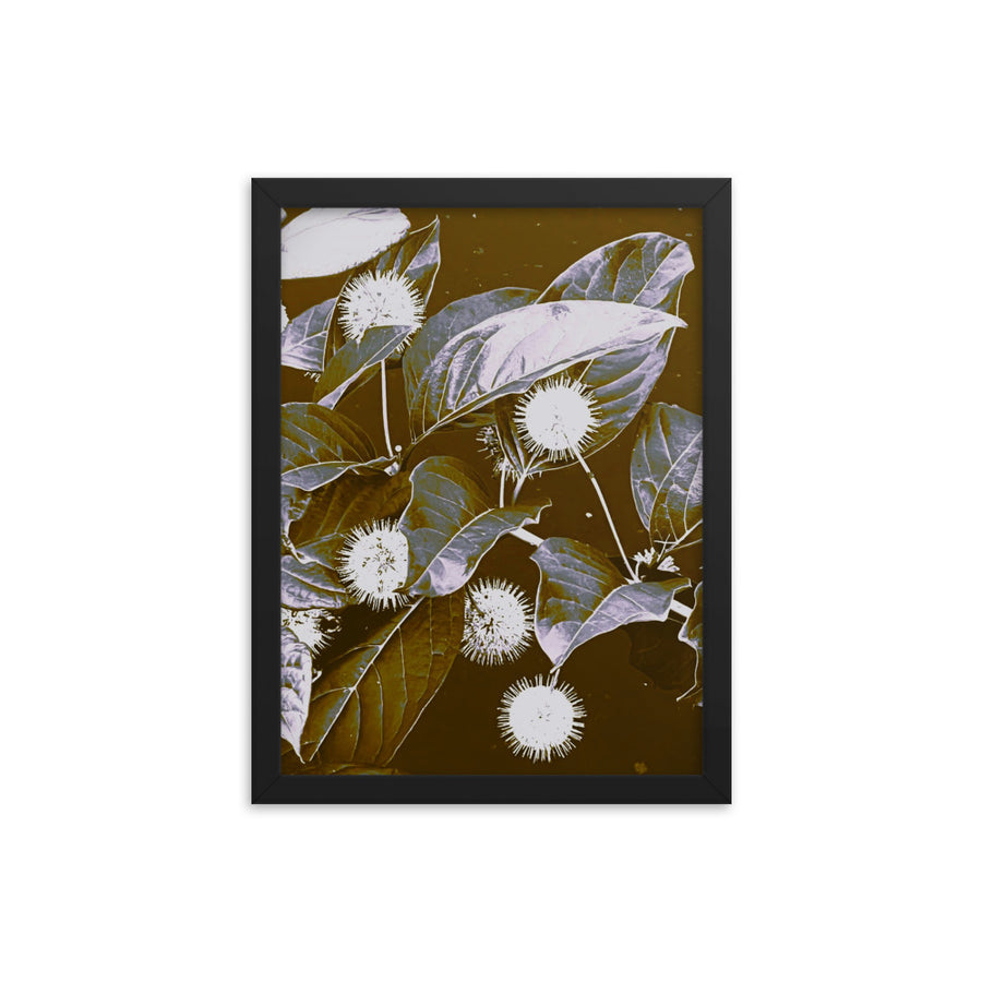 Buttonbush - Framed