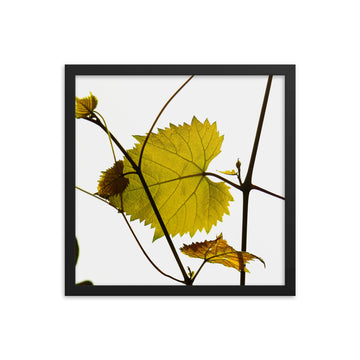Leaves and their fine branches - Framed