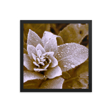 Morning dew on wildflower- Framed