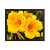 Two yellow flowers - Framed