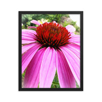 Flowerhead and petals - Framed