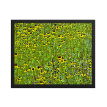 Field of coneflowers - Framed