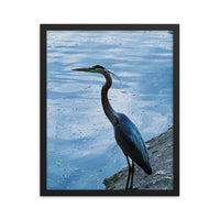 Great Blue Heron - Framed