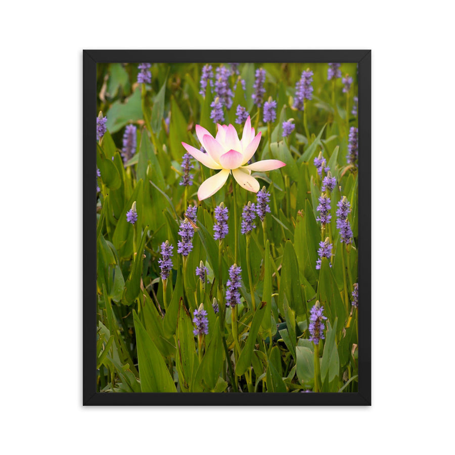 Lotus among friends - Framed