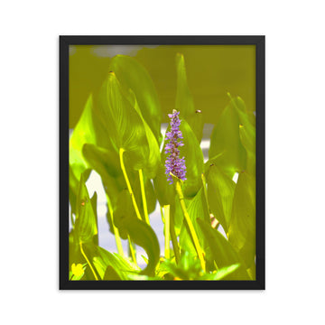 Pickerelweed with friends - Framed