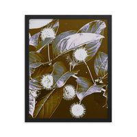 Buttonbush - Framed