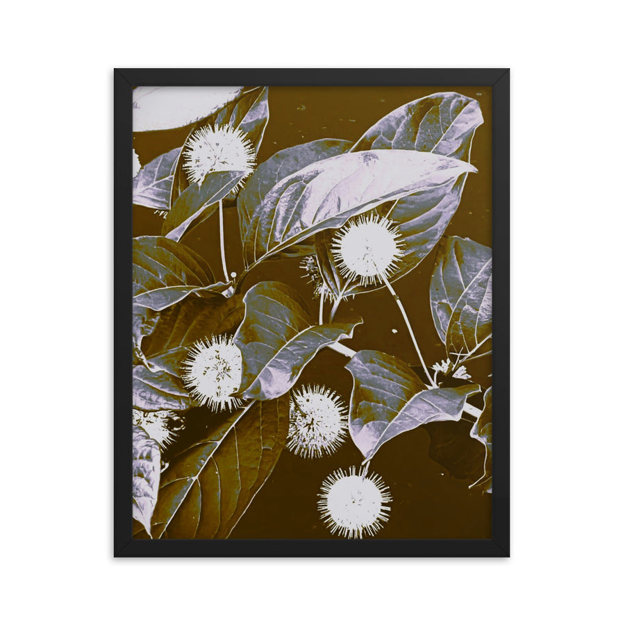 Buttonbush - Framed