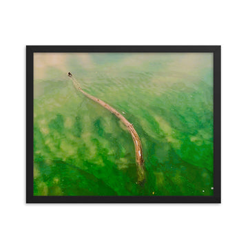 Branch floating on green tinted lake - Framed