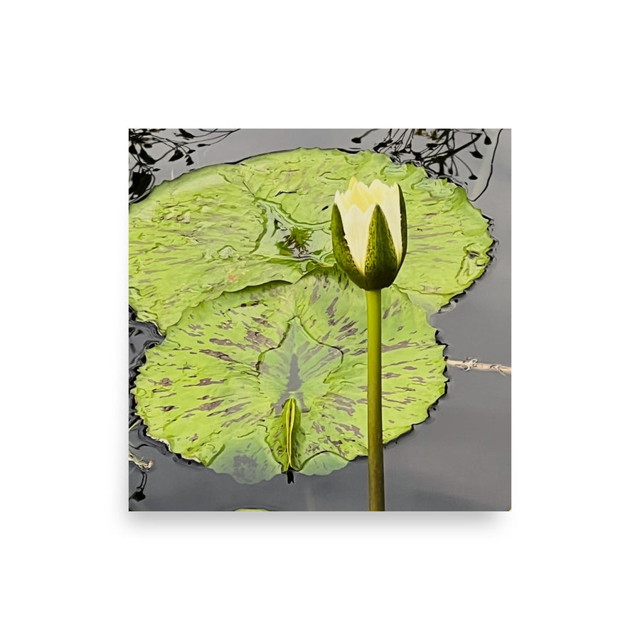 Flower with lily pad - Unframed