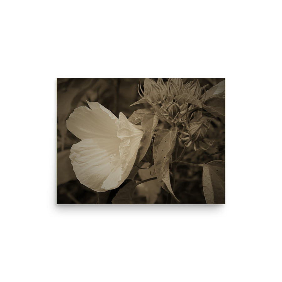 Wild white flower off a ravine - Unframed