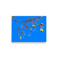 Yet to fall leaves from a branch - Unframed