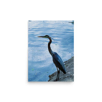 Great Blue Heron - Unframed