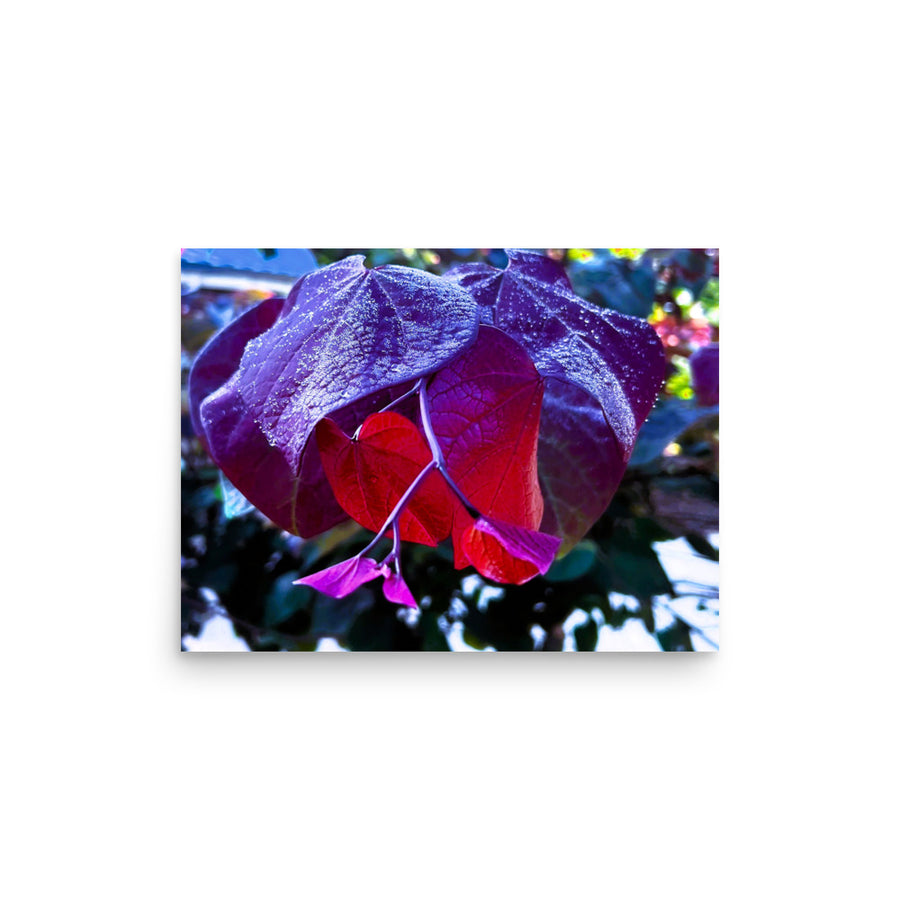 Purple and red leaves after rain - Unframed